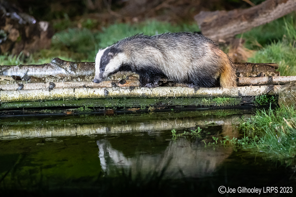 European Badger 