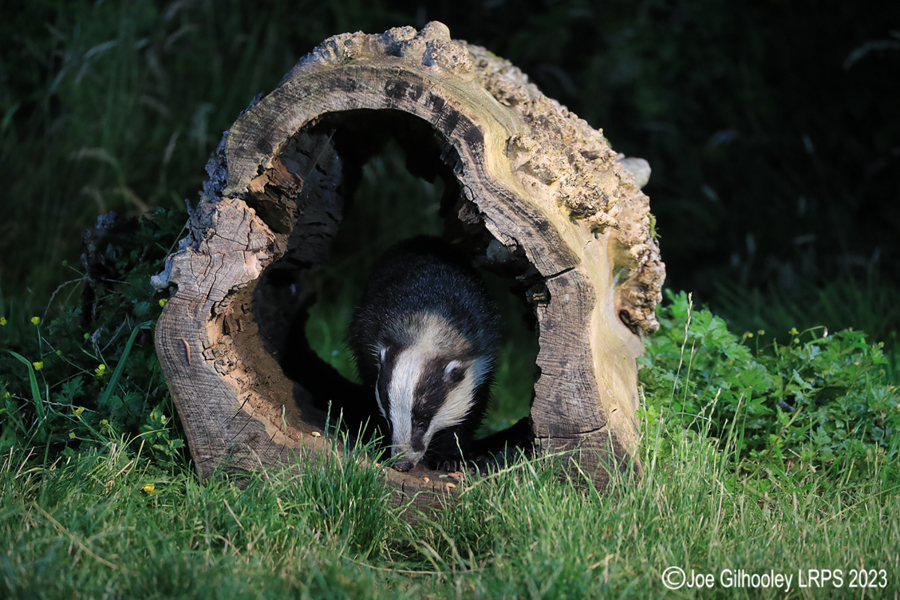 European Badgers