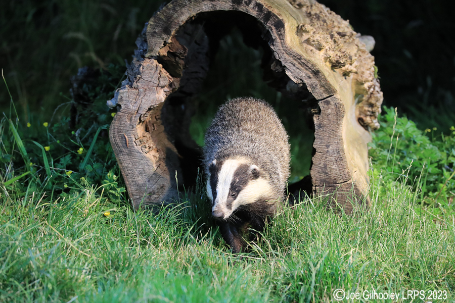 European Badgers