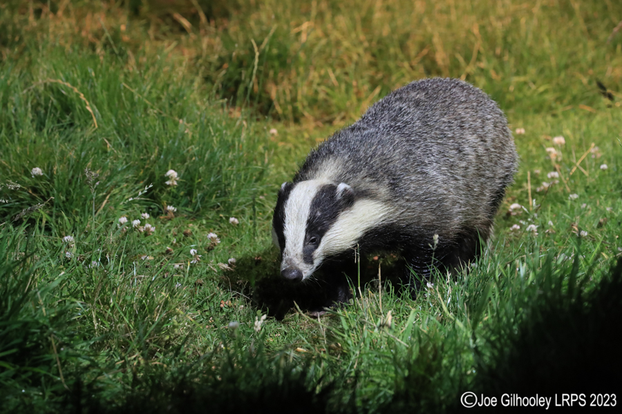 European Badgers