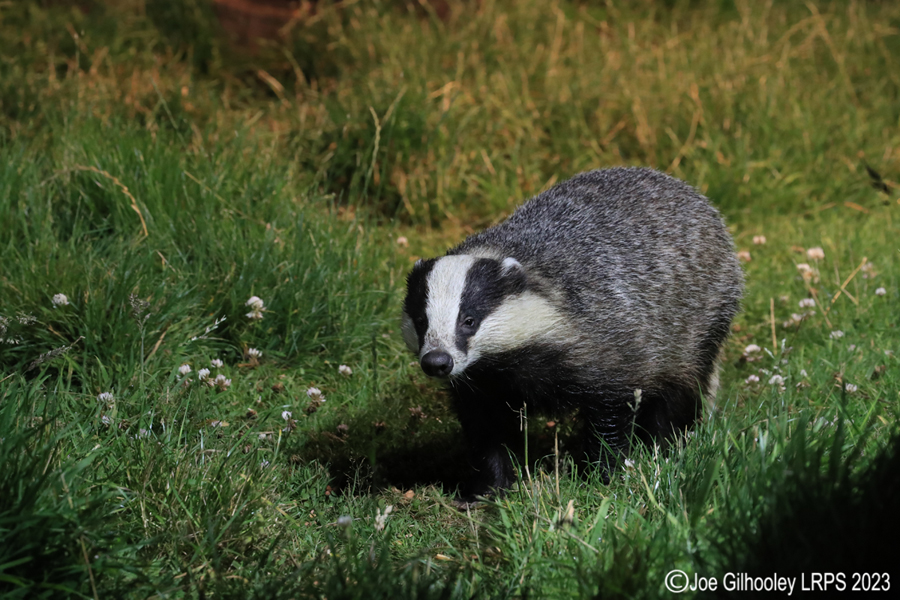 European Badgers