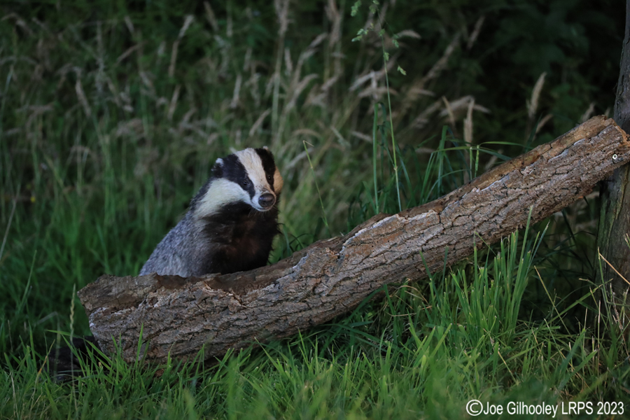 European Badgers