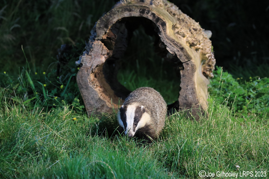 European Badgers