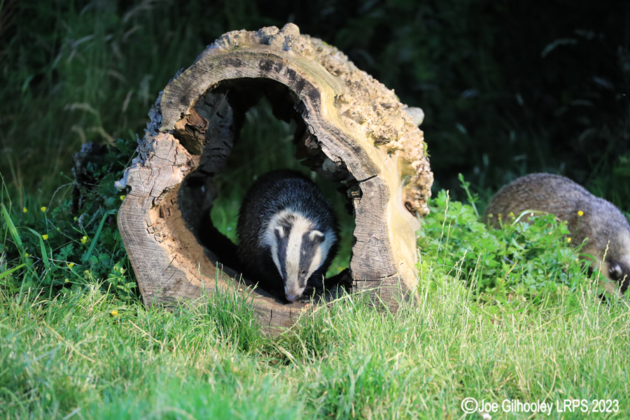 European Badgers