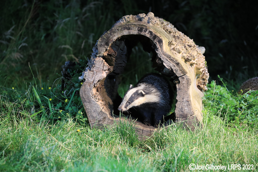 European Badgers