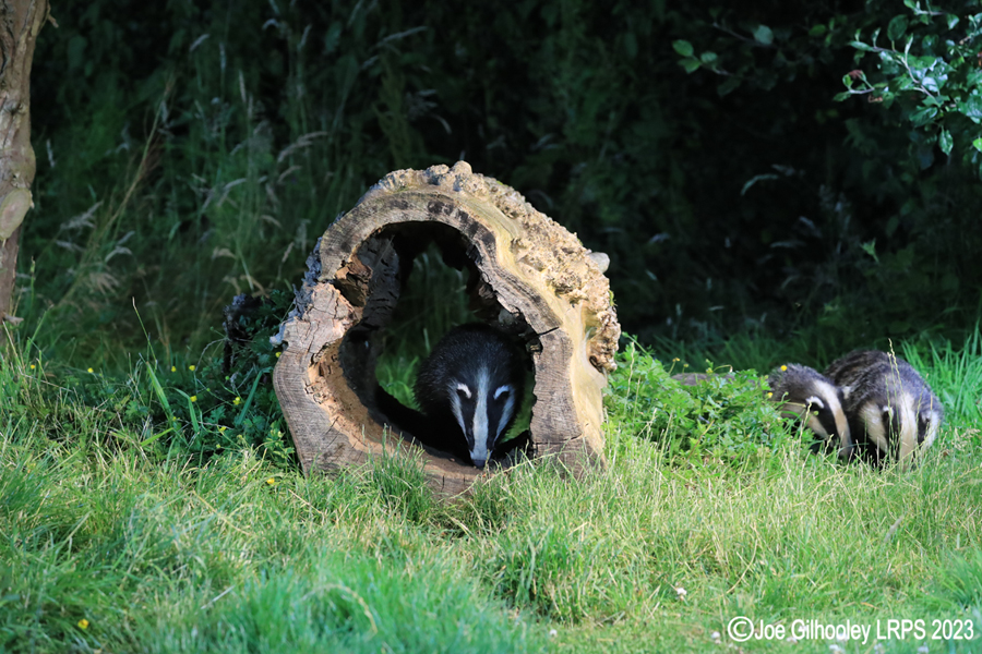 European Badgers
