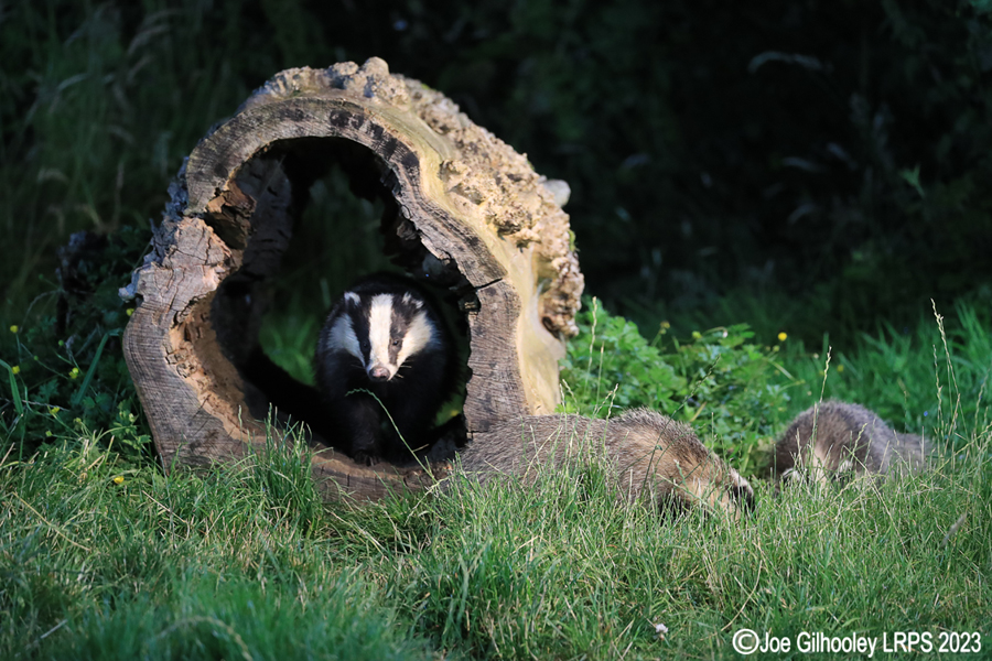 European Badgers