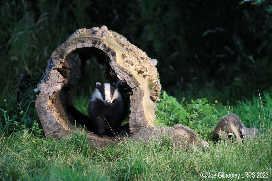 European Badgers