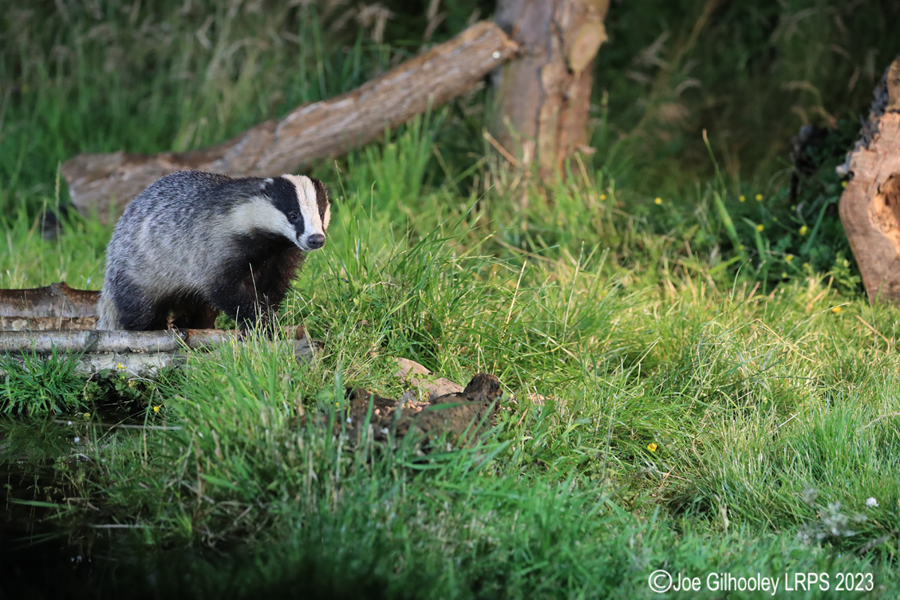 European Badgers