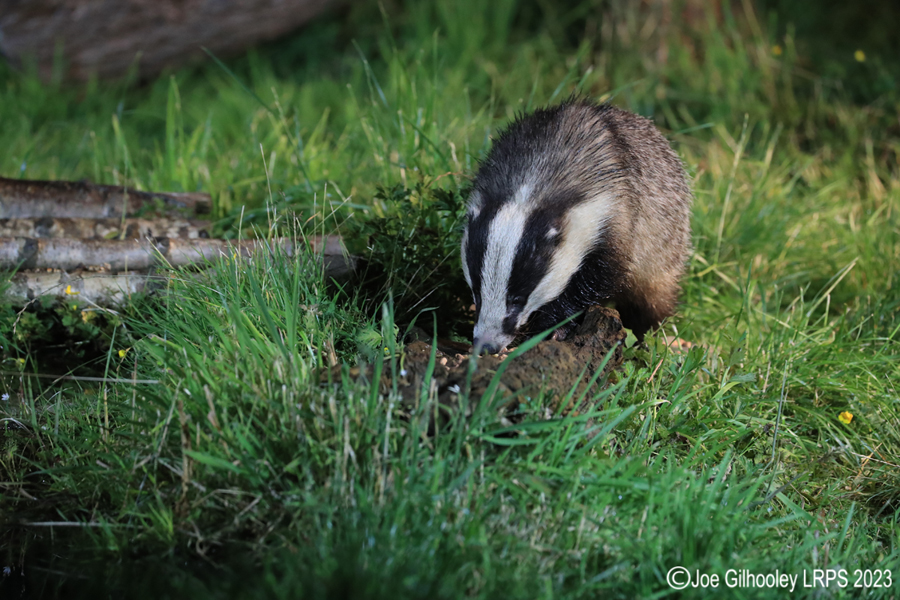 European Badgers