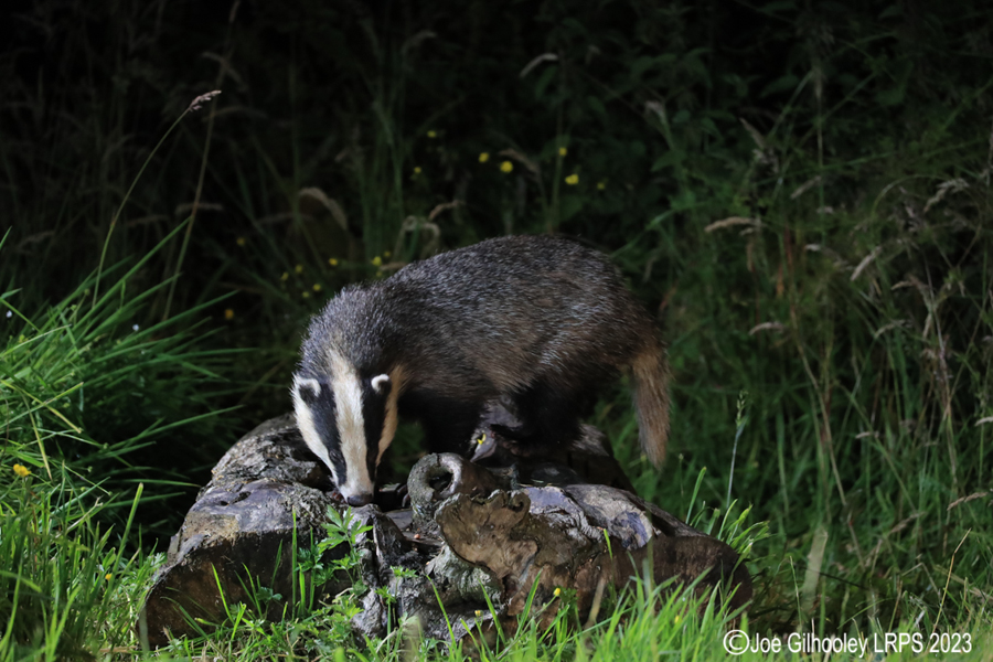 European Badgers