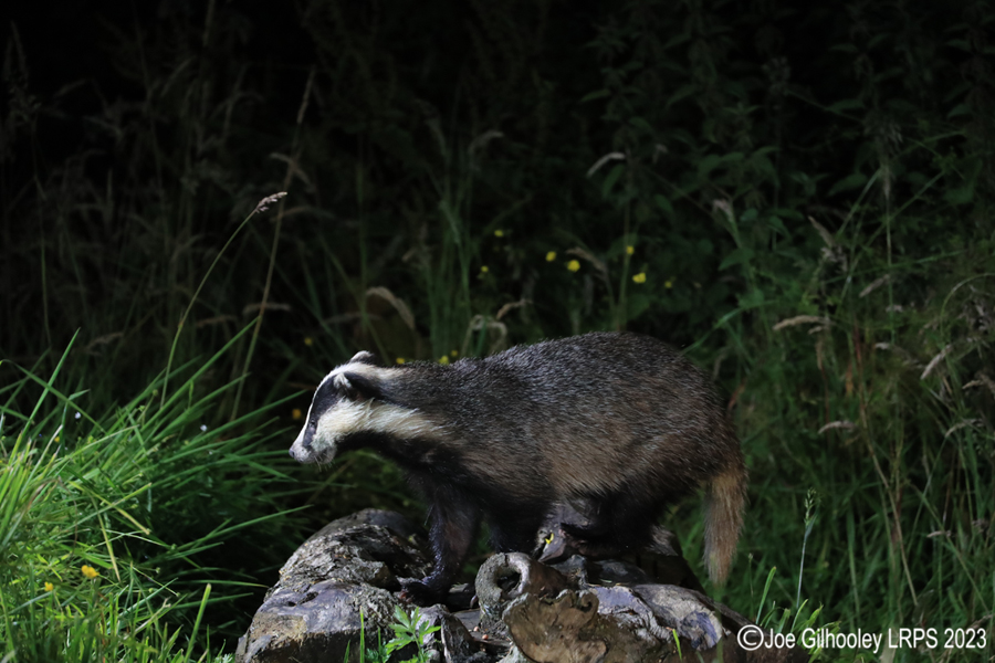European Badgers