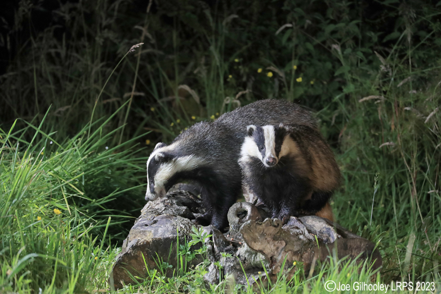 European Badgers