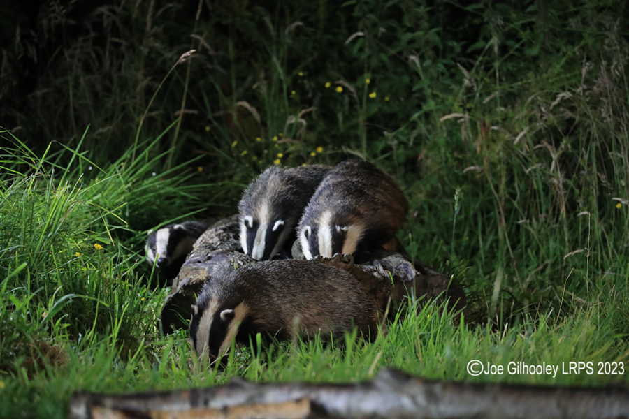 European Badgers