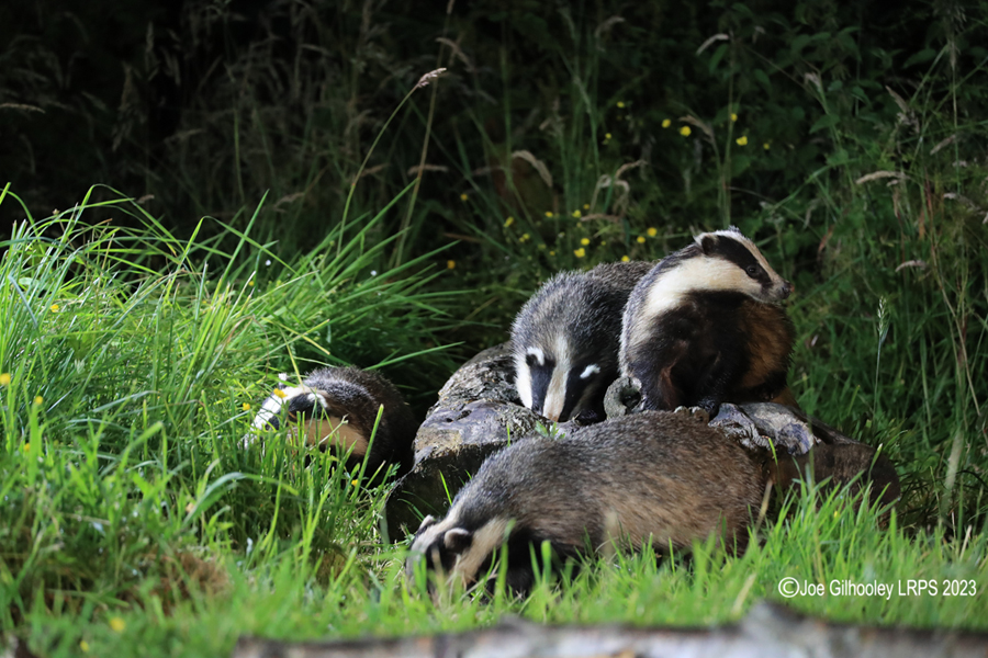 European Badgers