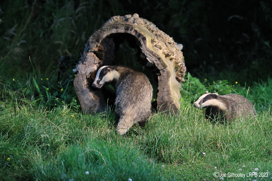 European Badgers
