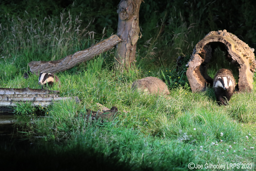 European Badgers