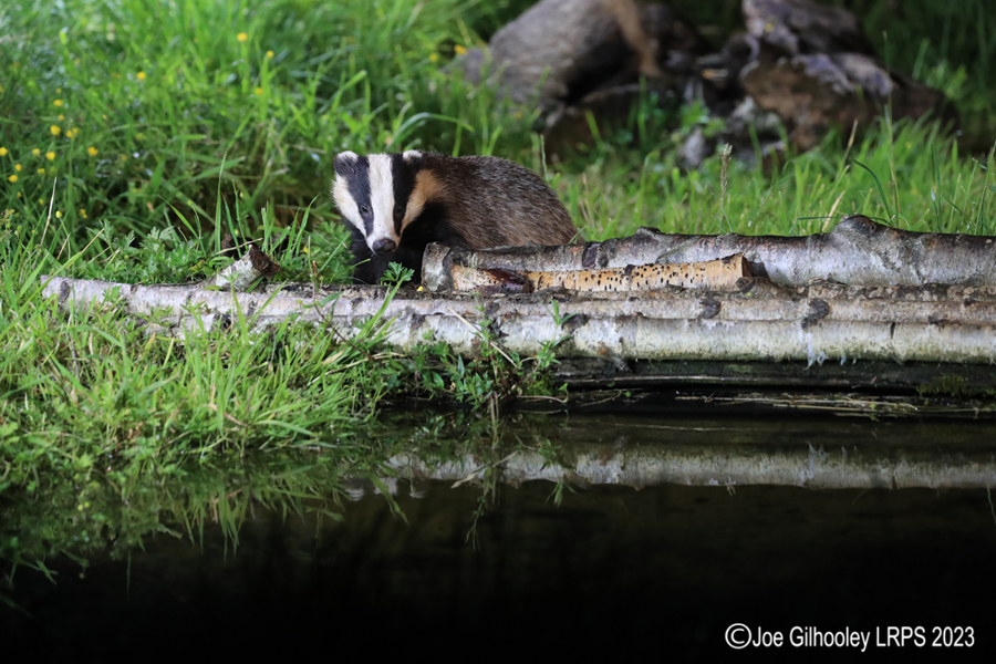 European Badgers