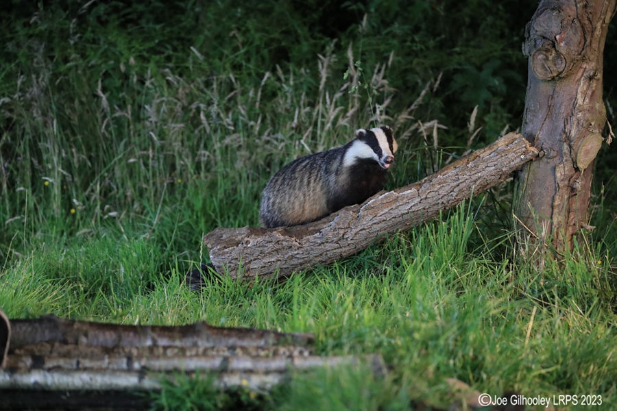 European Badgers