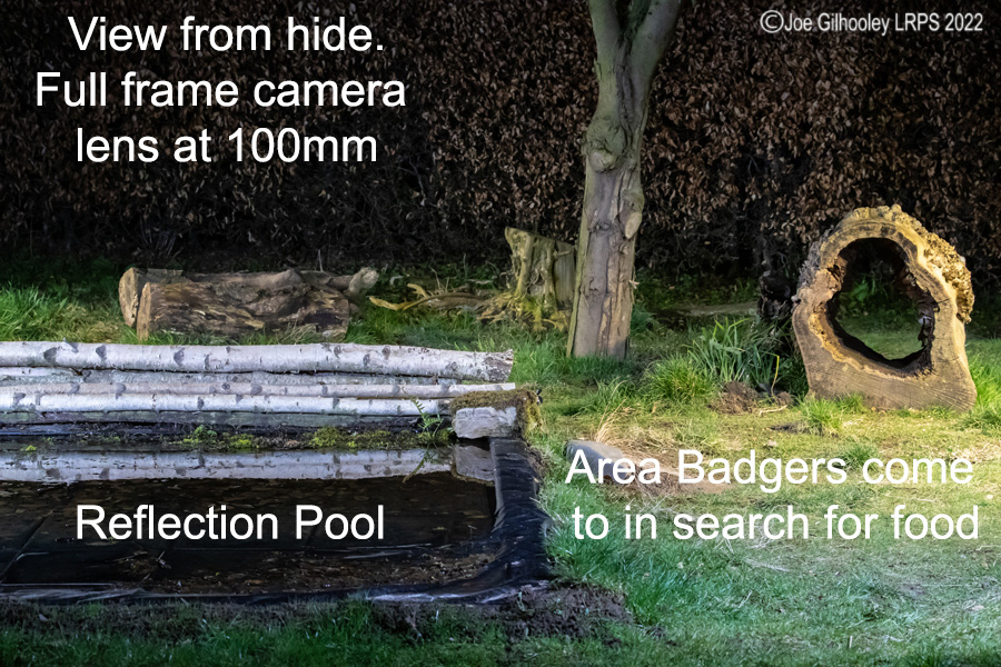 Area Badgers come to in search of food