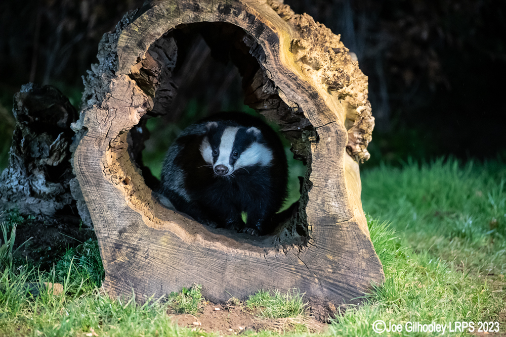 European Badger 