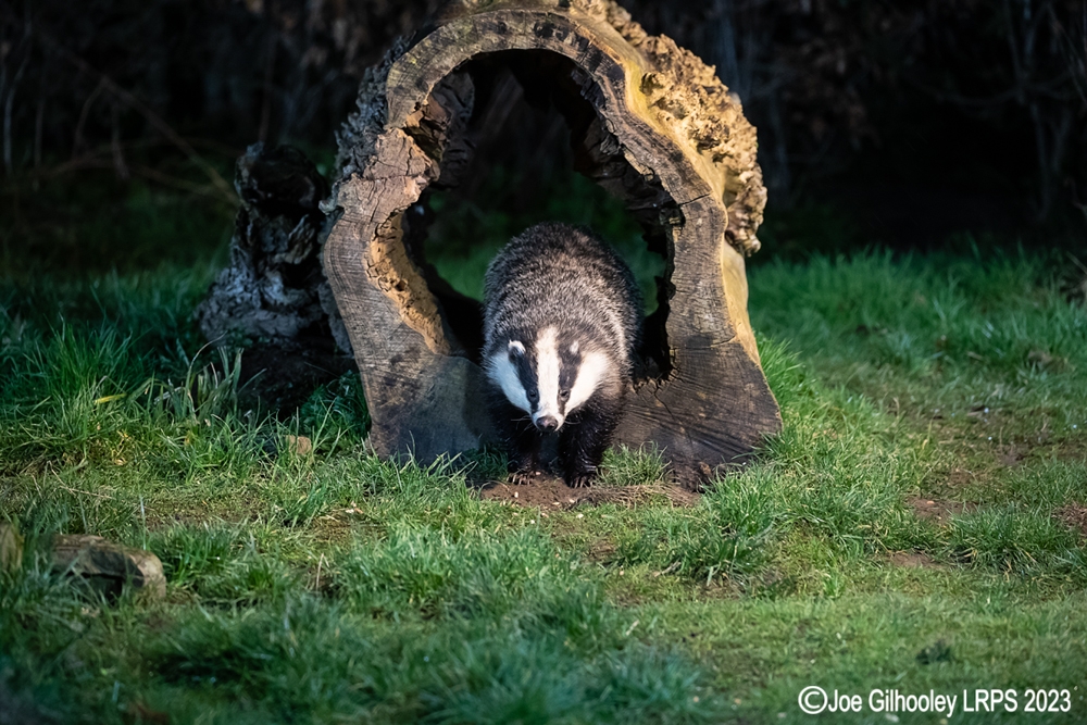 European Badger 