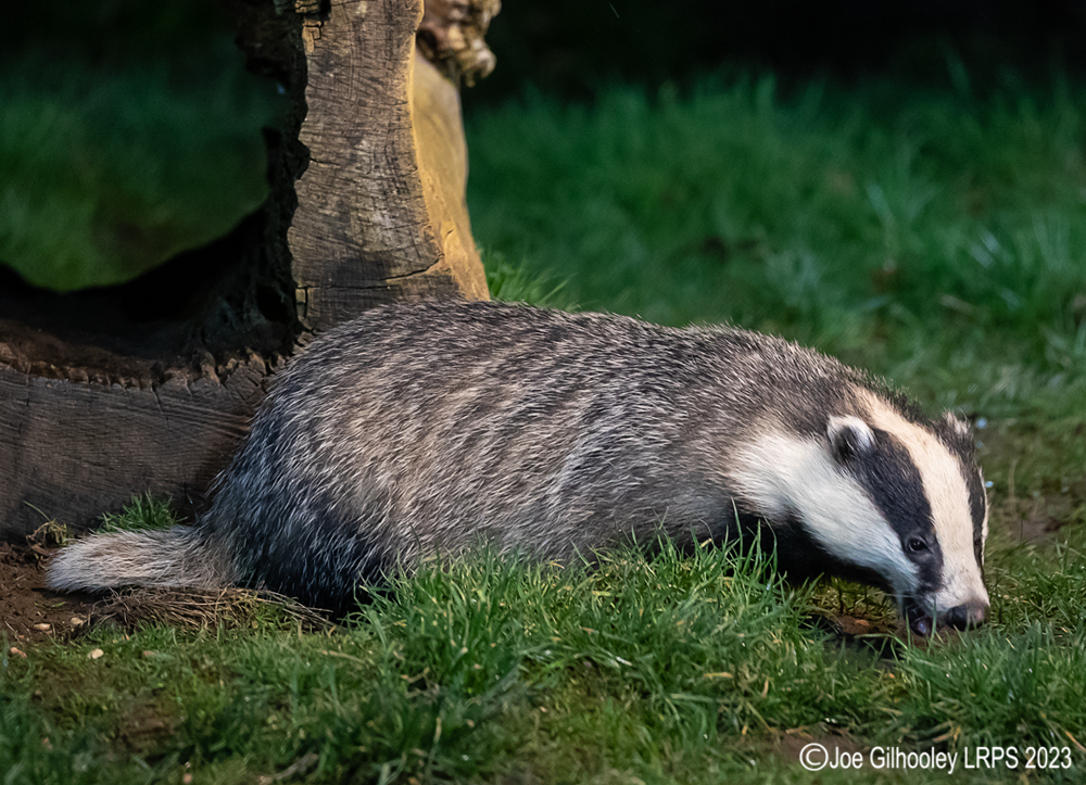 European Badger 