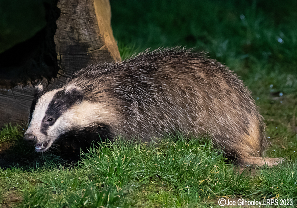 European Badger 
