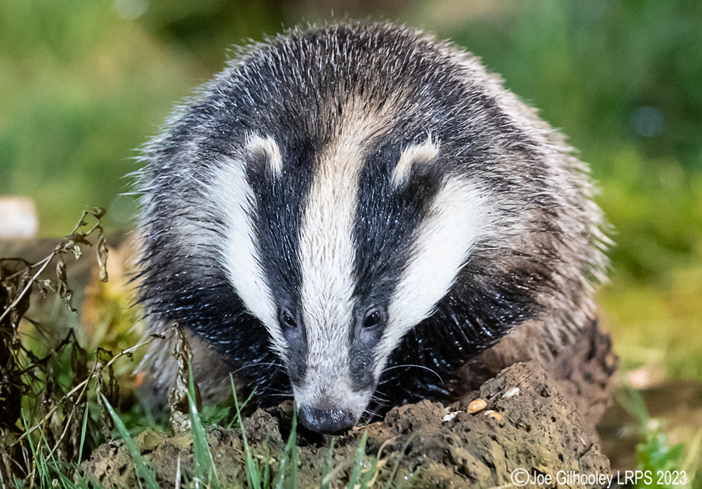 European Badger 