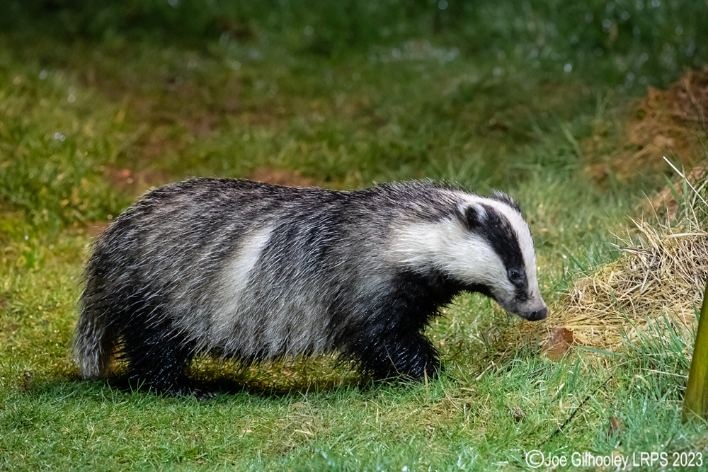 European Badger 