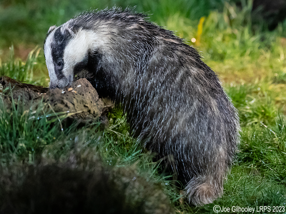 European Badger 