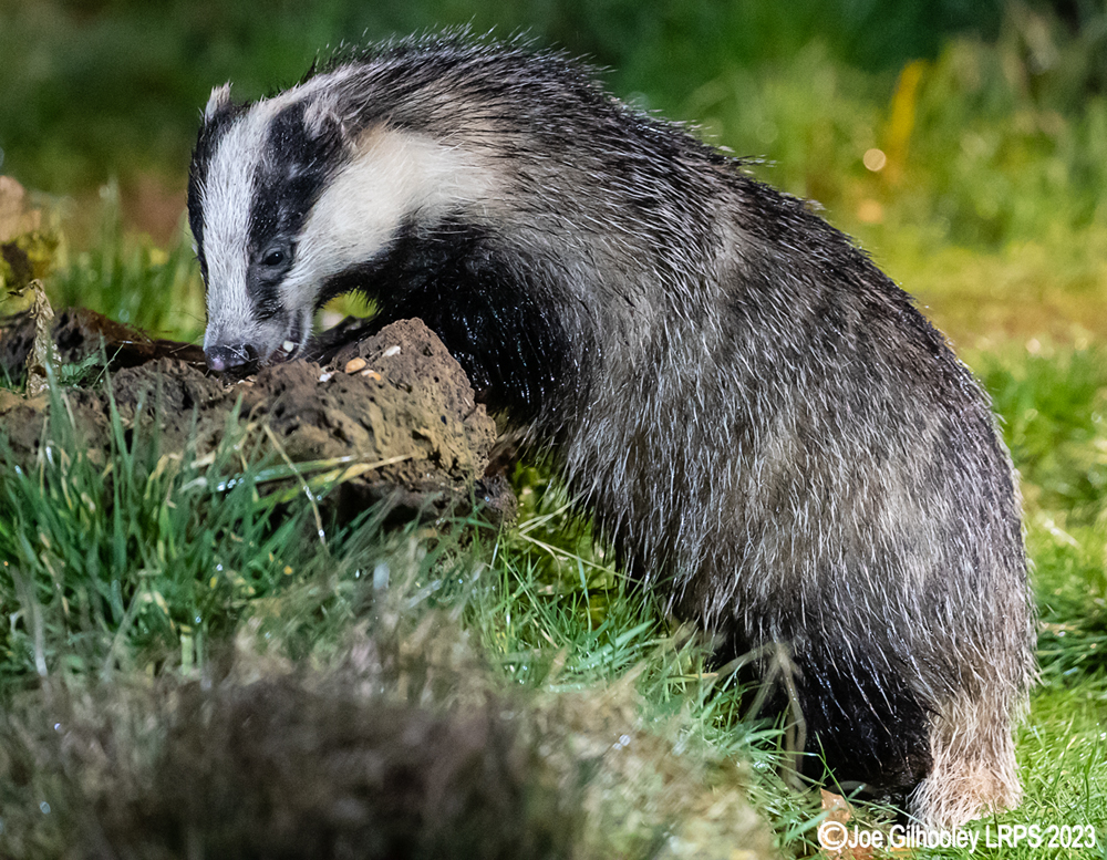 European Badger 