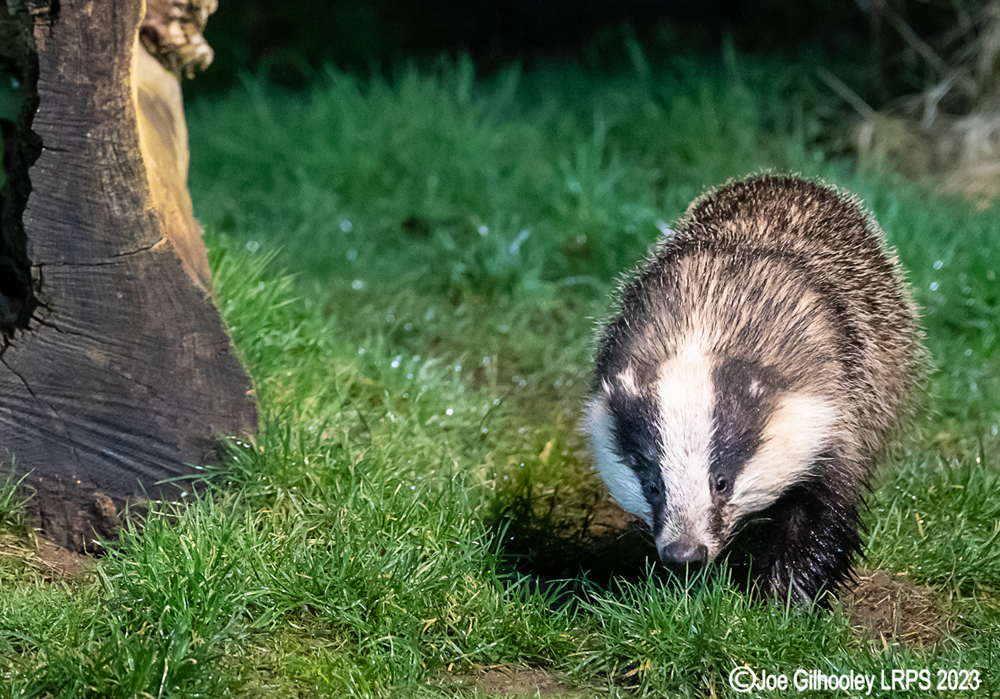 European Badger 