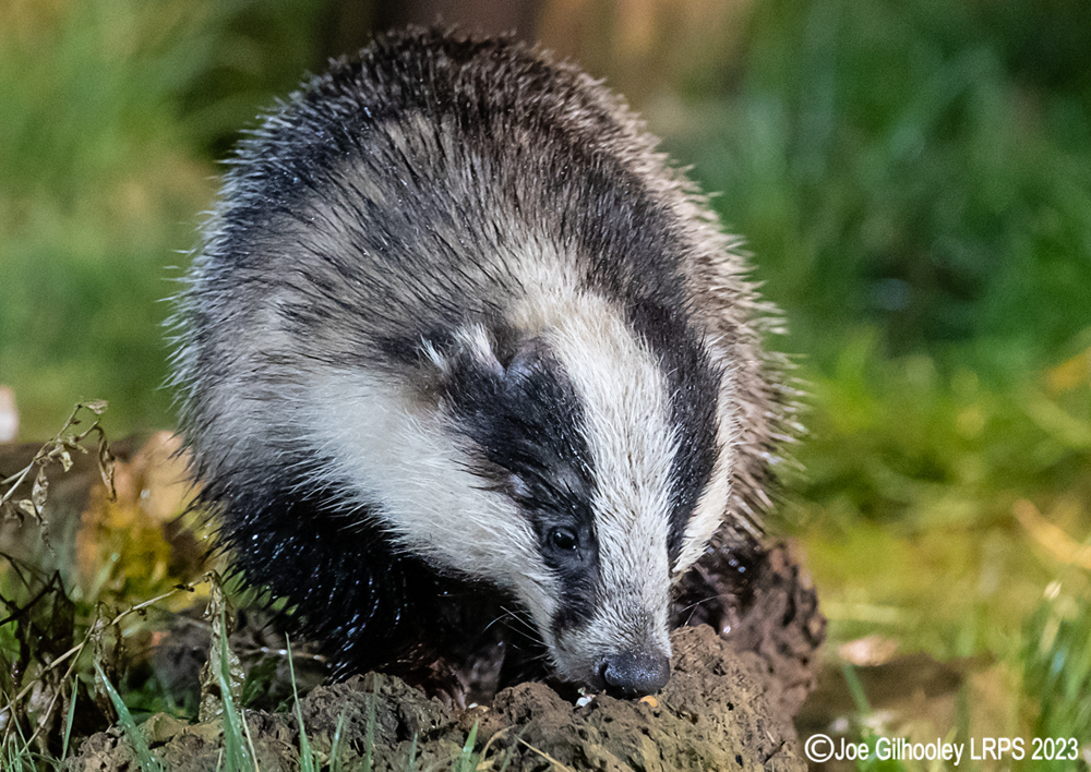European Badger 