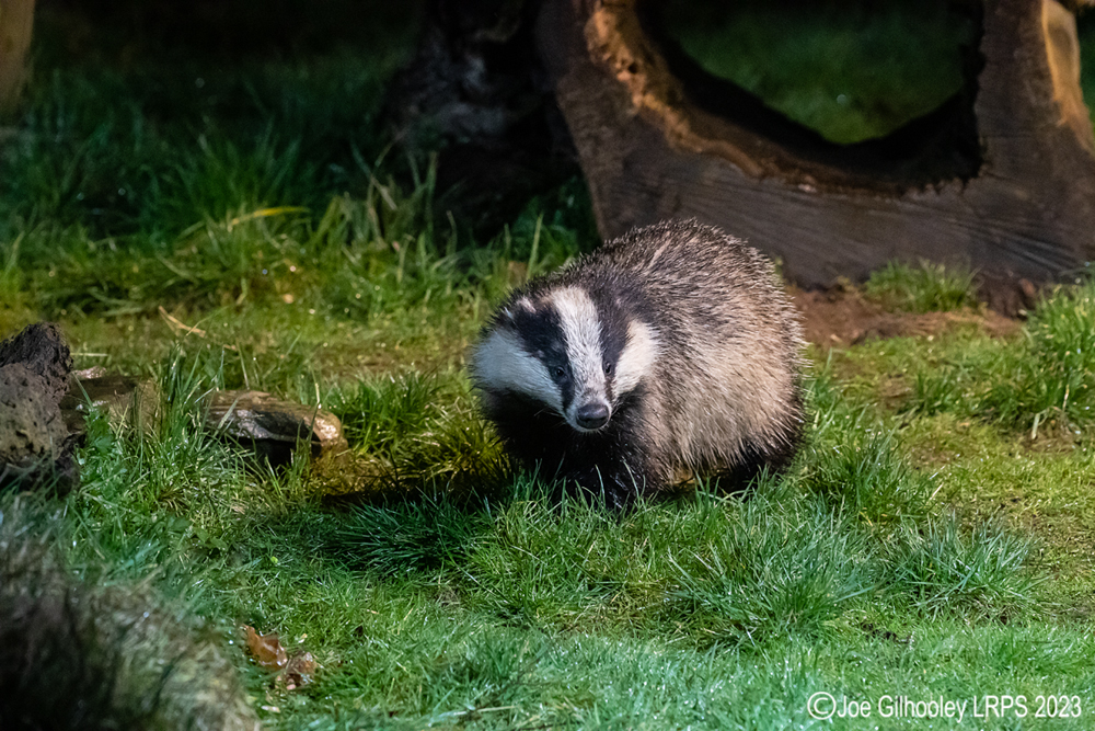 European Badger 