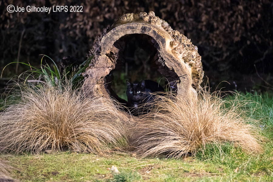 Black Cat hiding in hollow log