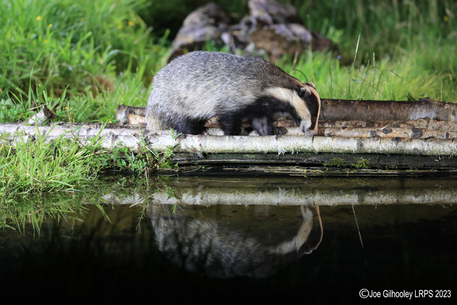 European Badgers
