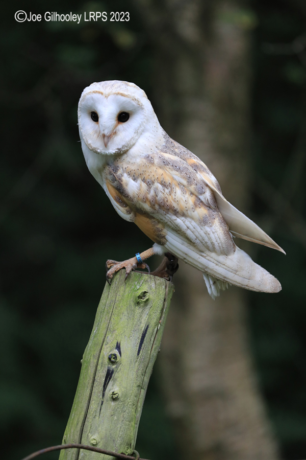 Barn Owl