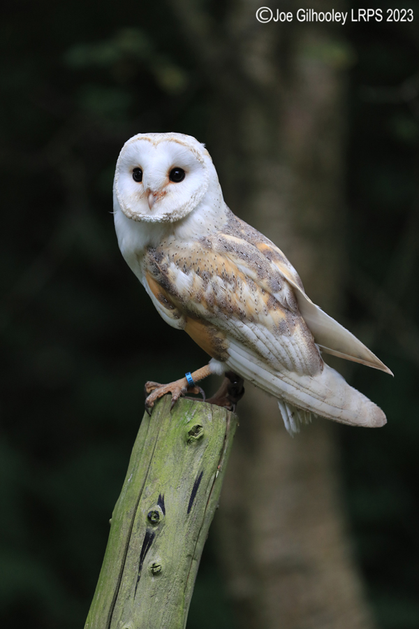 Barn Owl