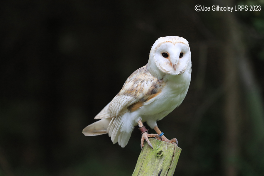 Barn Owl