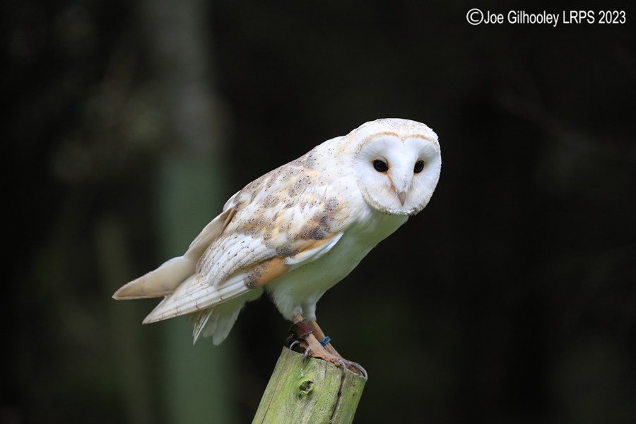 Barn Owl