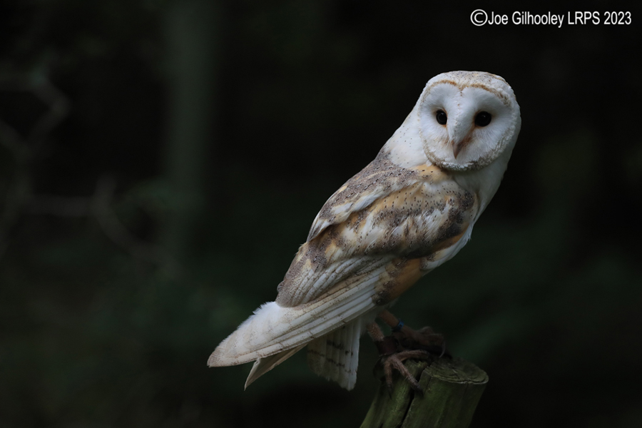 Barn Owl