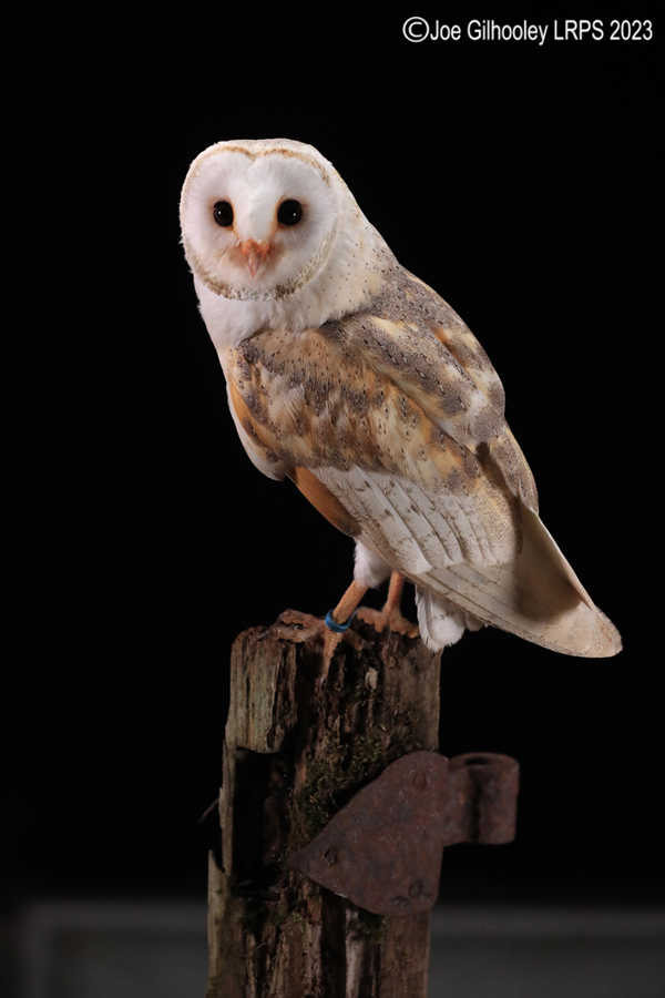 Barn Owl