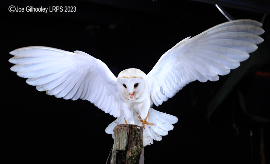 Barn Owl in Flight