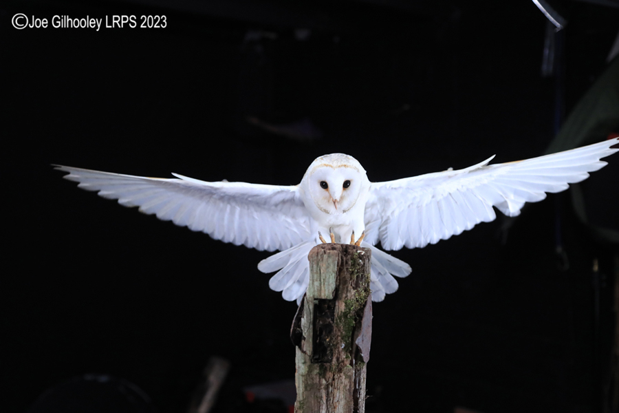 Barn Owl in Flight