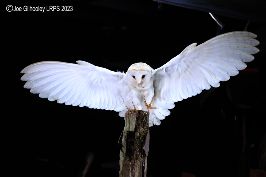 Barn Owl in Flight