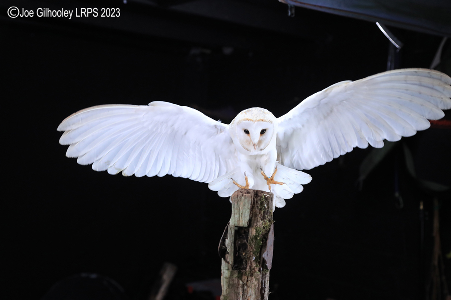 Barn Owl in Flight