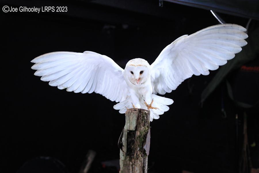 Barn Owl in Flight