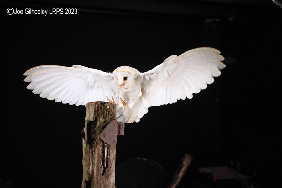 Barn Owl in Flight