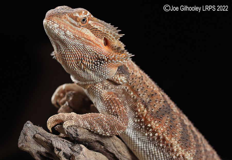 Bearded Dragon